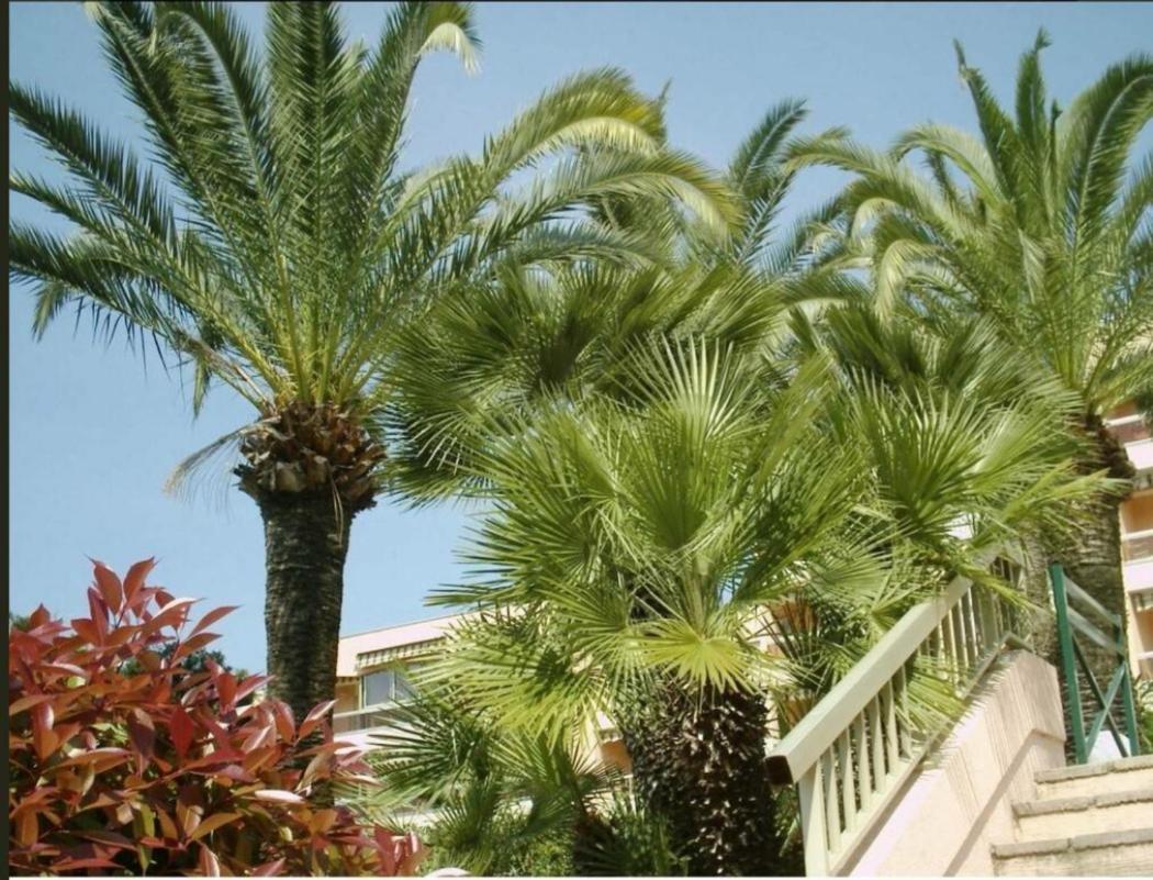 Appartement Angela Golfe-Juan Exterior photo